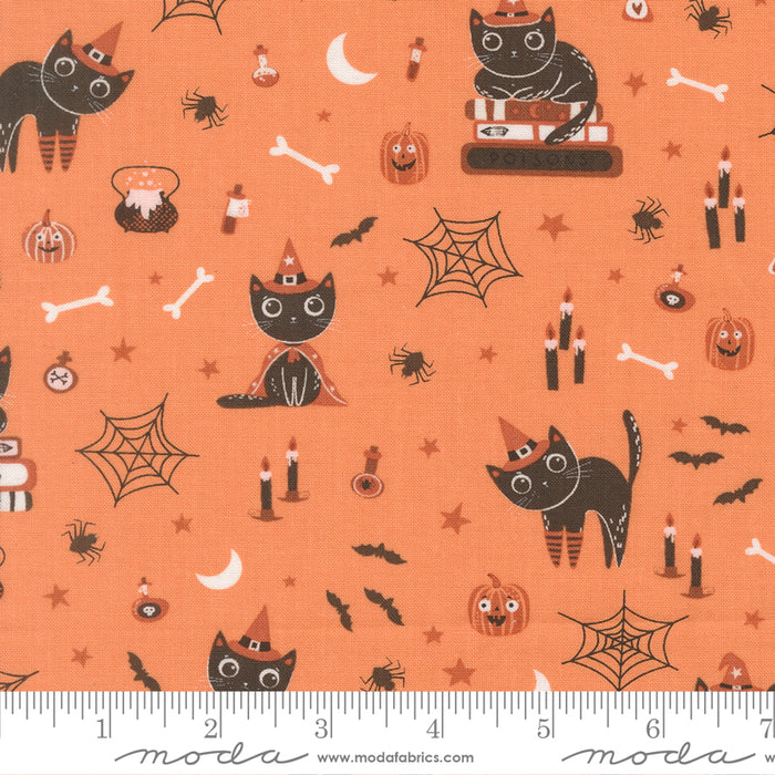 Purrs and Boos, Cats in Pumpkin