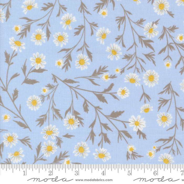 Sun-Drenched, Wild Daisy Chain in Sky